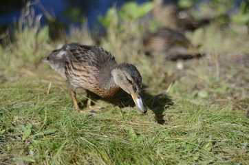 Ente während einer Fütterung in Stadtpark