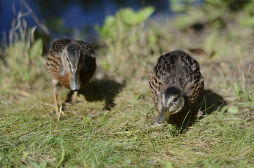 Enten während einer Fütterung in Stadtpark