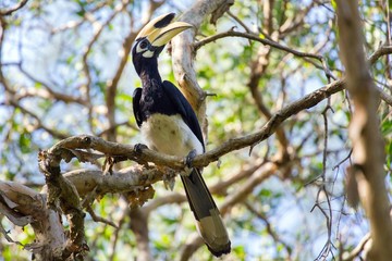Hornbill in jungle © Stéphane Bidouze