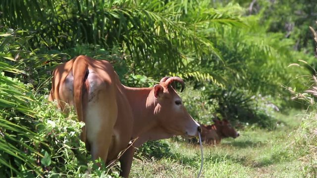 red cow among palm trees wagging tail
