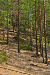 Obraz premium Landscape with pine forest