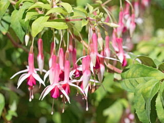Fuchsien, Fuchsia