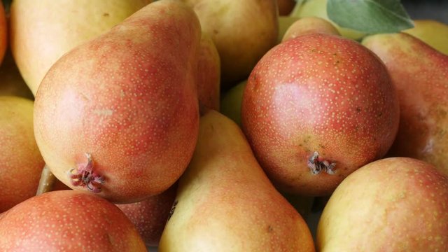 Slow tilt on common European pear fruit pile 4K 2160p 30fps UltraHD tilting footage - Rosaceae Pyrus family organic food 3840X2160 UHD tilting video 