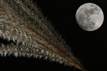Japanese pampas and moon background
