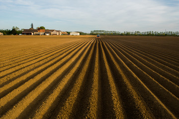 Vue des sillons de pommes de terre