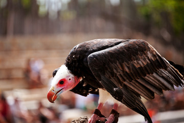 Vulture waiting for his daily snack