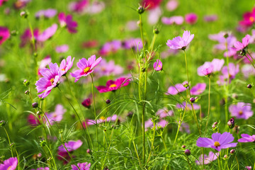 selective focus Cosmos flowers blooming in the cosmos flower field