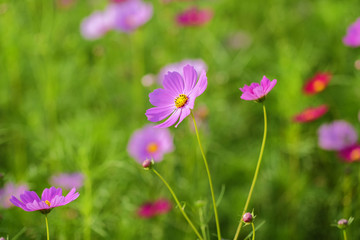 selective focus Cosmos flowers blooming in the cosmos flower field