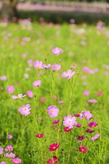selective focus Cosmos flowers blooming in the cosmos flower field