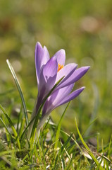 krokus - beginning of spring
