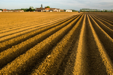 vue de champs de pommes de terre