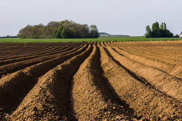 Sillons de pommes de terre en culture