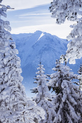 Winter landscape with snow covering the fir trees and the nowy peak of a mountain in the distance in Poiana Brasov, Romania