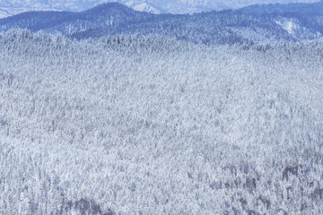 Mountain forest covered by snow. Winter Forest Texture. Texture