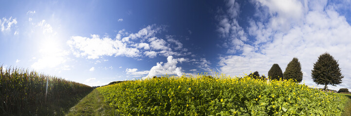 Rapsfeld Panorama