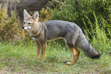 Naklejka na ściany i meble Pampas Grey fox, La Pampa, Argentina