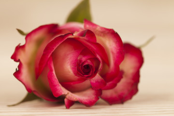 rote Rosen auf einem Holzhintergrund
