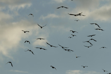birds