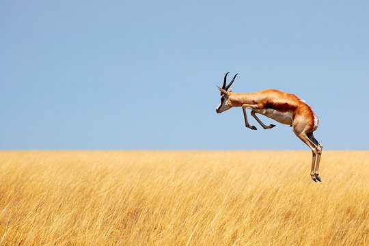 Springbok jumping over savanna in Etosha National Park, Namibia