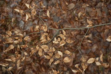 leafs