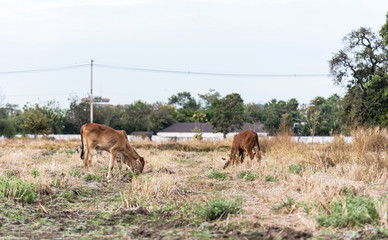 small cows eating grass at the field.