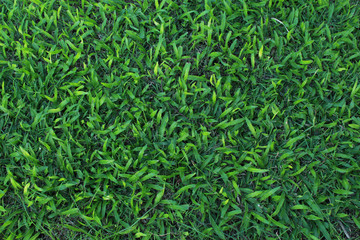 green grass background