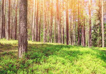 Spring landscape with  beautiful pine forest in the sunlight.