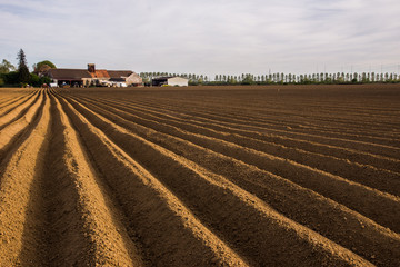 Vue d'enssemble de terre de culture de pommes de terre
