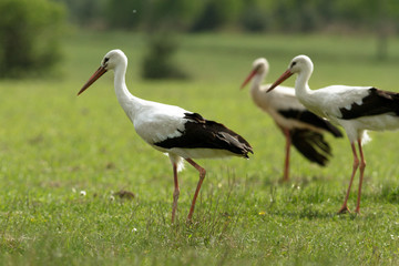 stork