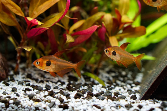 Aquarium | Fische | Pflanzen