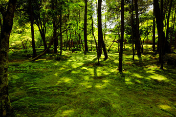 Naklejka premium 苔寺