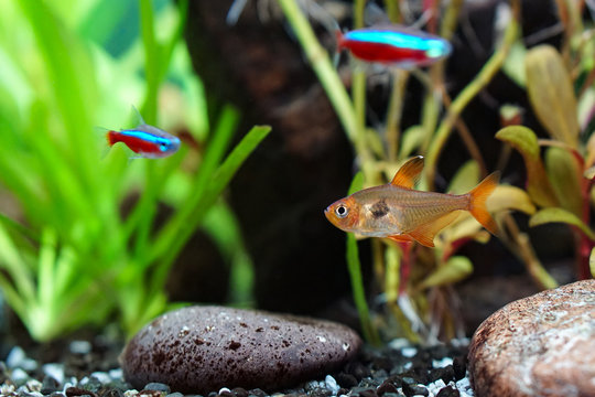 Aquarium | Fische | Pflanzen