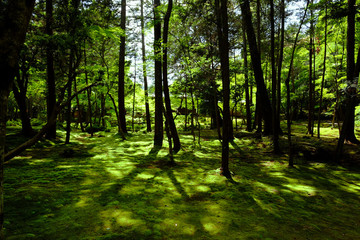 Naklejka premium 苔寺