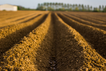 Sillon de butter de pommes de terre