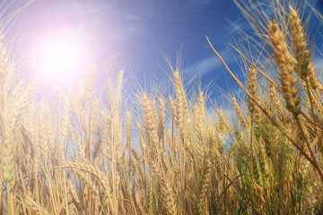 Fototapeta premium Close up of ripe wheat ears