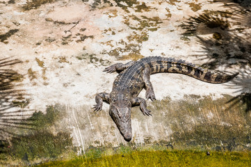 The alligator basks in the sun. Crocodile farm, Thailand.