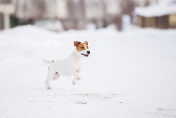 happy jack russell terrier dog outdoors in winter