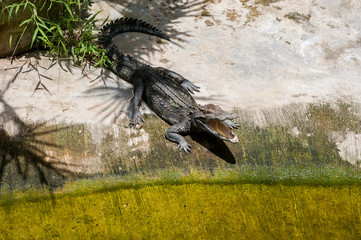 A crocodile basks on land under the shade of the palms opening hole. Crocodile farm in Thailand, on Phuket island