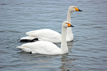 Couple of white swans on a winter lake