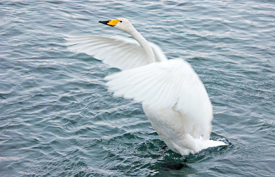 White Swan on a winter lake spreading its wings