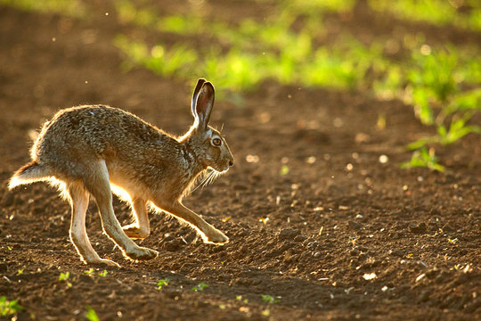 Kramer Rabbits รูปภาพ
