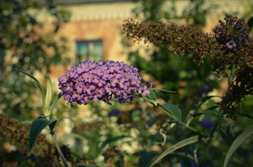 Buddleja davidii Butterfly Bush in bloom