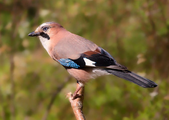 Eurasian jay (Garrulous glandarius).