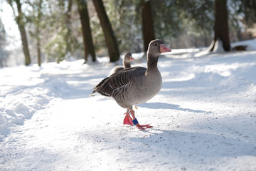 Gänse auf einem verschneiten Weg