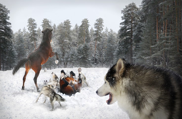 Fototapeta premium wolves and horses