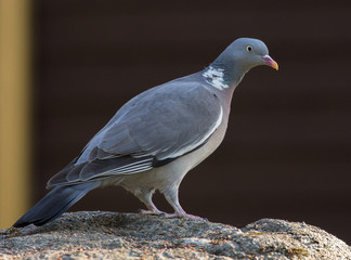 Common wood pigeon (Columba plumbs).