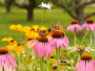 Echinacea and colorful butterfly in the garden
