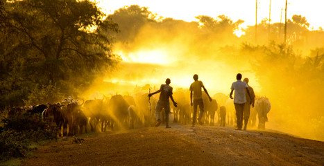 African boys herding cows
