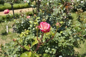 河津バガテル公園