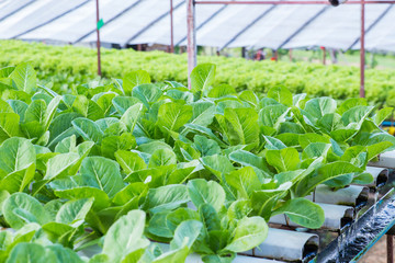 hydroponic vegetable in farm.